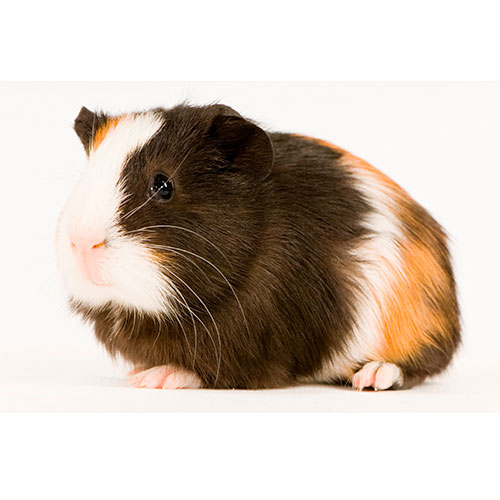 Haustiere answer: GUINEA PIG
