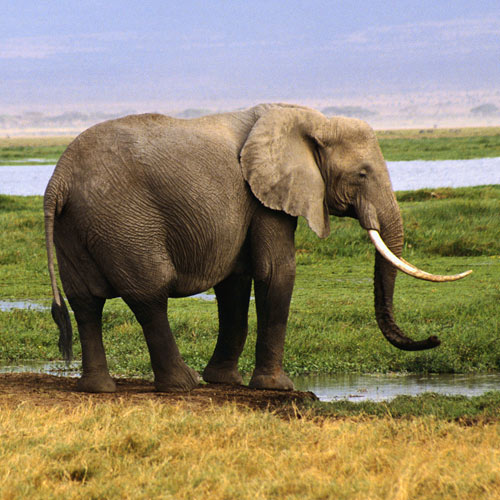 Animal Planet answer: ELEPHANT
