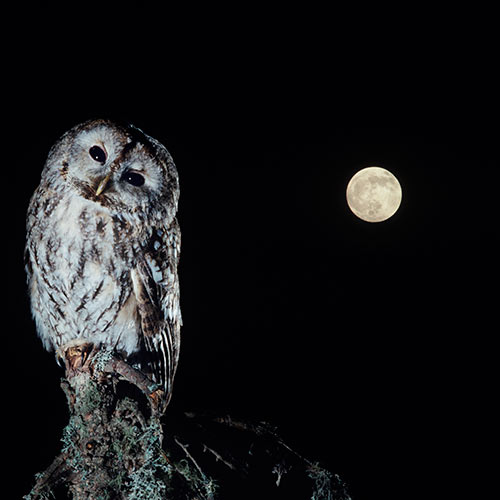Nature answer: NOCTURNAL