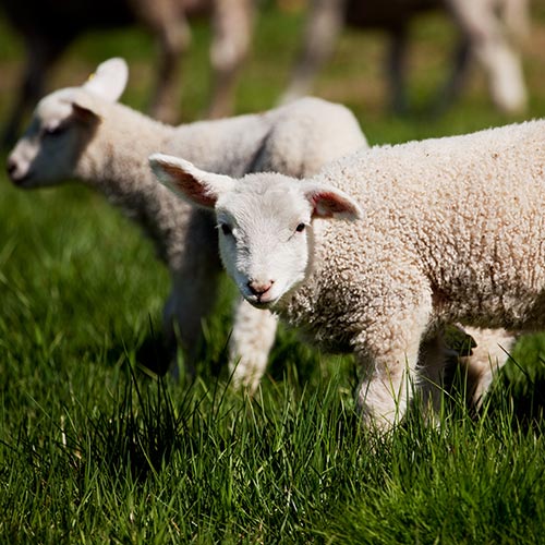 Spring answer: LAMBS
