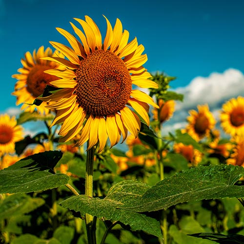 Spring answer: SUNFLOWERS