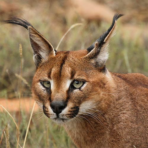 Animaux answer: CARACAL