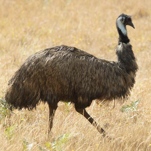 Animali answer: EMU